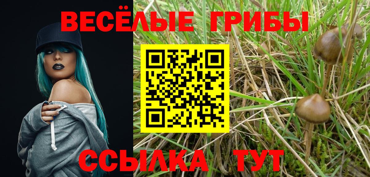 Галлюциногенные грибы Psilocybe  Вход с VPN  Чебаркуль 